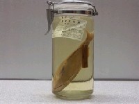 藏品(低鰭舵魚)的圖片